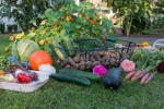 Alimentation bio : comment entretenir son jardin potager Alimentation bio : comment entretenir son jardin potager