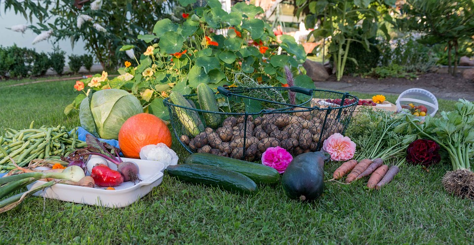 Alimentation bio : comment entretenir son jardin potager