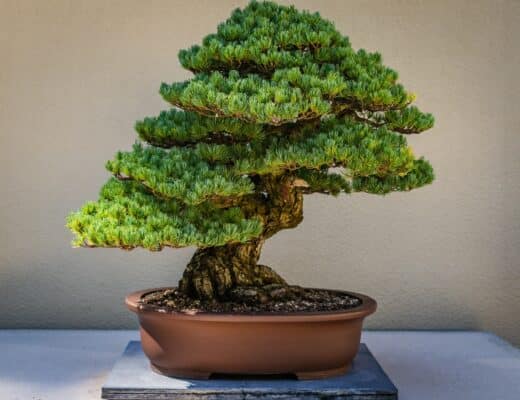 bonsai