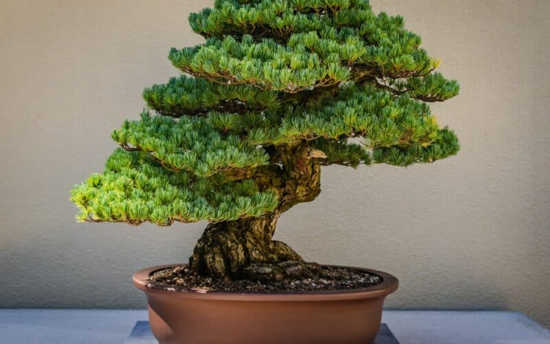 bonsai