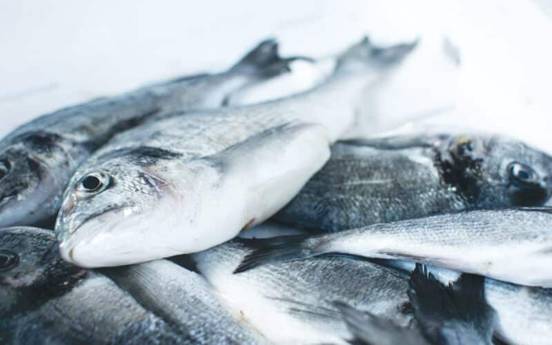 poisson sur glace